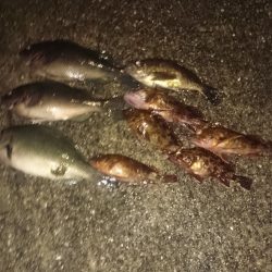 やっぱりアジはいません