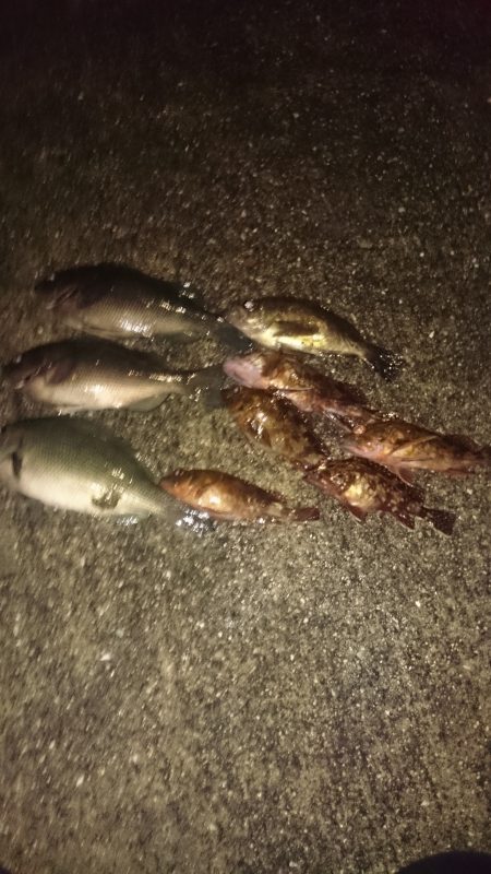 やっぱりアジはいません