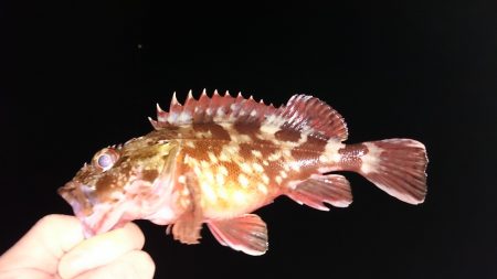 ガシラばっかりでした