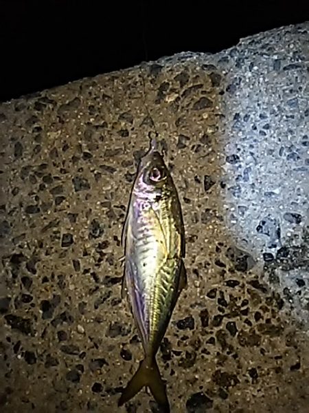 入魂に行ってきました。