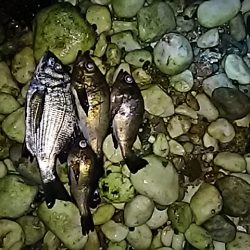 快適なメバリング！