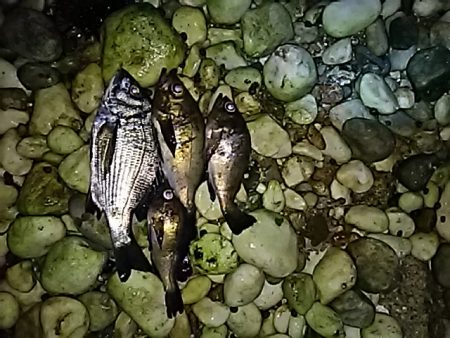 快適なメバリング！