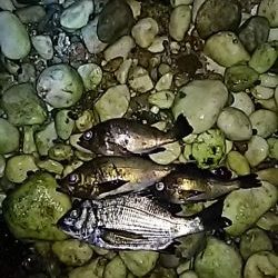 快適なメバリング！