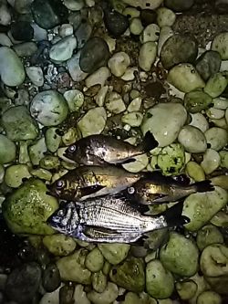 快適なメバリング！