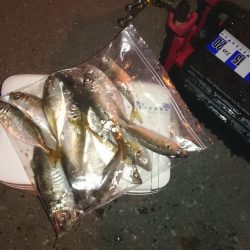 アジング釣行記