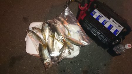 アジング釣行記