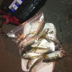 アジング釣行記