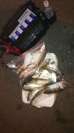アジング釣行記