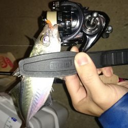 アジング釣行記
