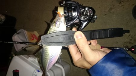 アジング釣行記