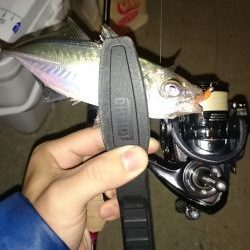 アジング釣行記