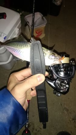 アジング釣行記