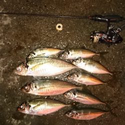 アジング釣行記
