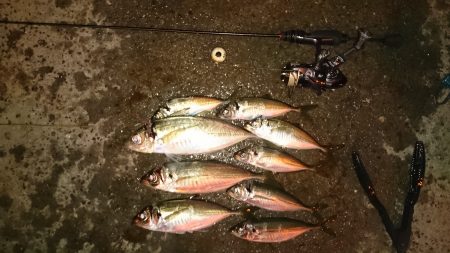 アジング釣行記