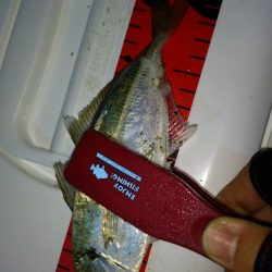 友人とアジング