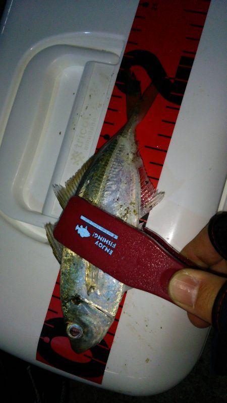 友人とアジング