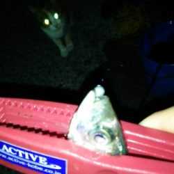 朝マヅメアジング