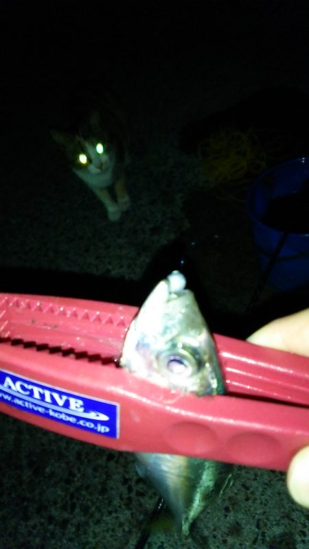 朝マヅメアジング