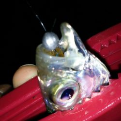 アジングは楽しい♪