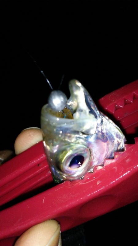 アジングは楽しい♪