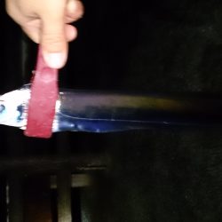 砂揚場にてアタリが少ないなか3本get