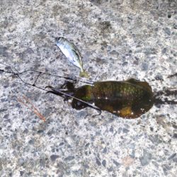 激渋　シーズン終了？？？