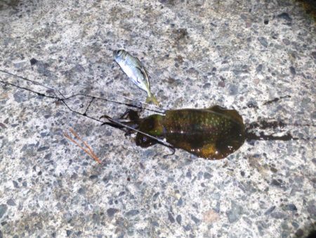 激渋　シーズン終了？？？