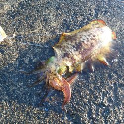 釣り日和だが激渋