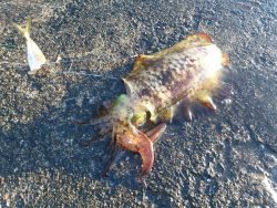 釣り日和だが激渋