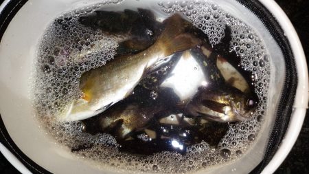 根魚調査
