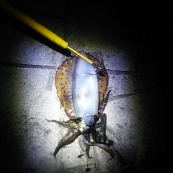 良い釣りになりました♪