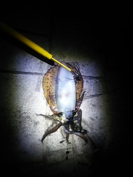 良い釣りになりました♪