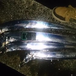 釣れるとデカい！が醍醐味