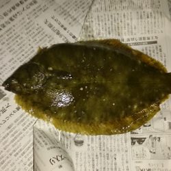 肉厚カレイの季節