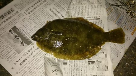 肉厚カレイの季節