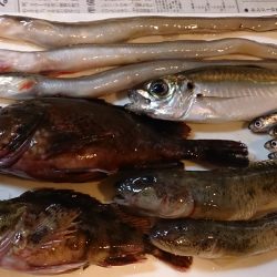 真冬でも五目釣り達成