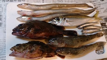 真冬でも五目釣り達成