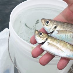 サビキ仕掛けで挑む！