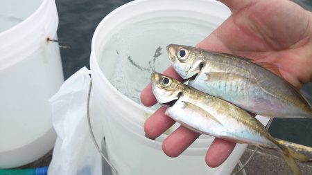 サビキ仕掛けで挑む！