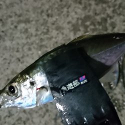 雨までアジング