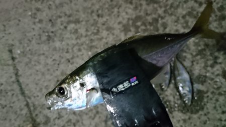 雨までアジング