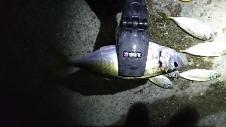 流星群見ながらの釣り