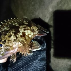 久々のガシリング