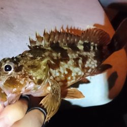 無風ガシリング