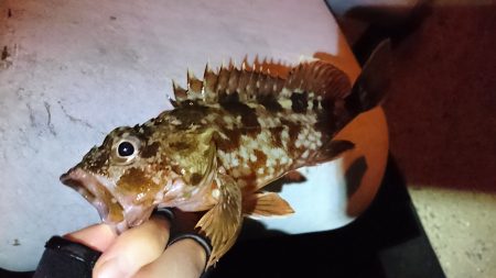 無風ガシリング