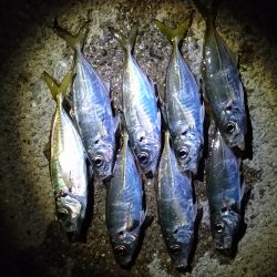 雨までアジング