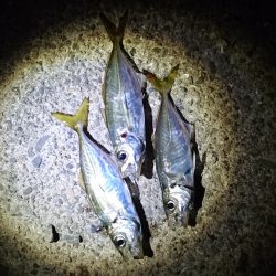 ちょっと釣りします。