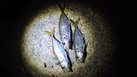 ちょっと釣りします。