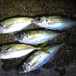 ポンイトが、、、