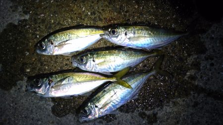 ポンイトが、、、